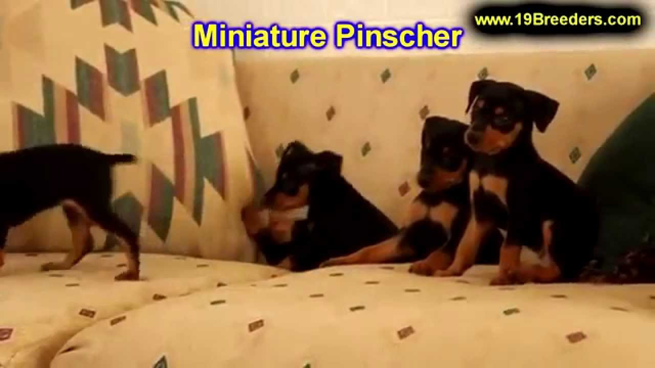 Miniature Pinscher, Puppies For Sale, In Houston, Texas ...