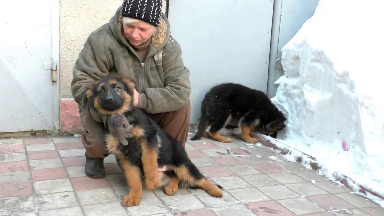 Щенок немецкой овчарки пришел в дом.