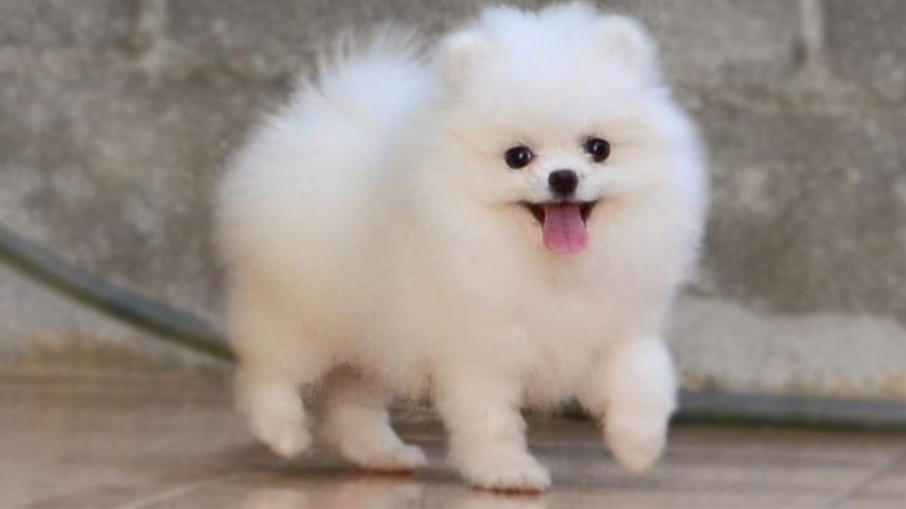 fluffy puppy walking puppy