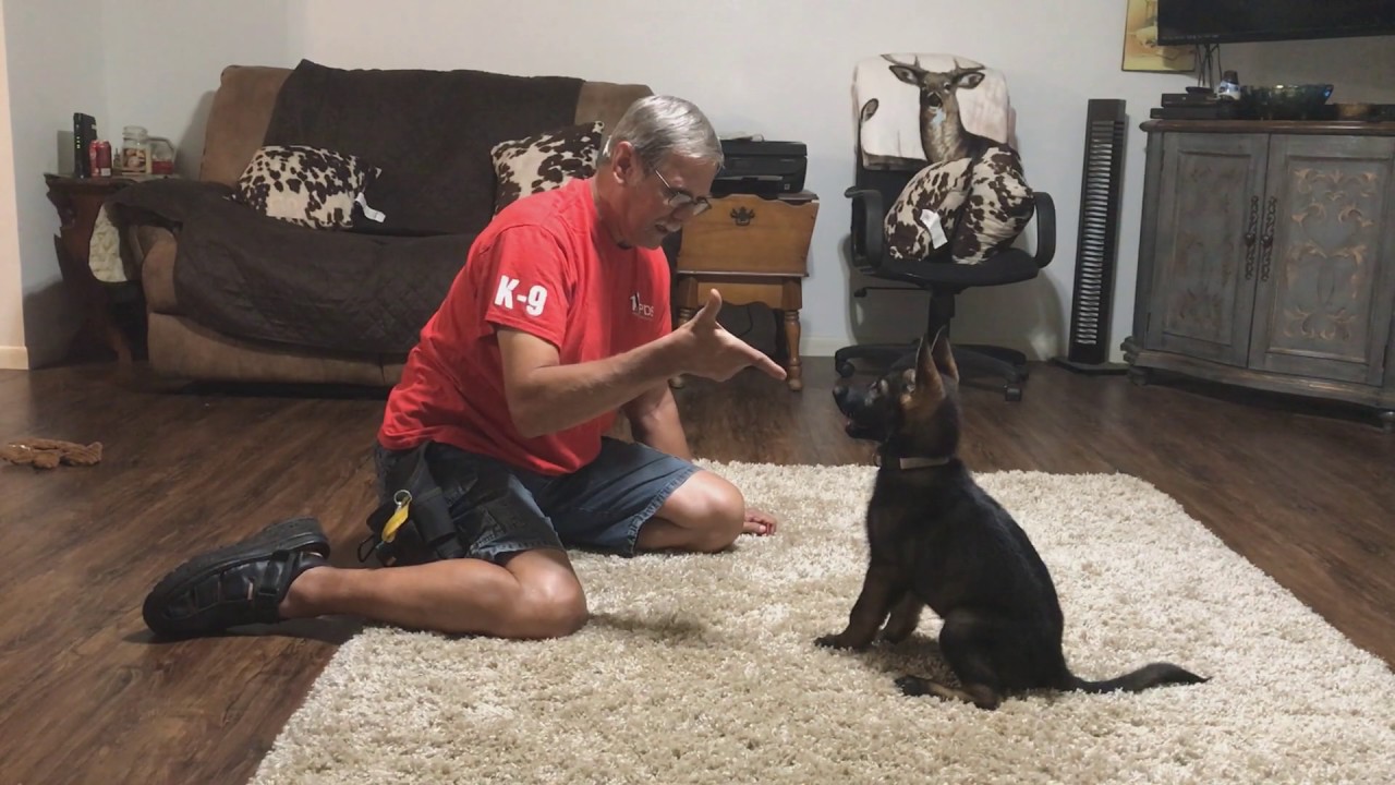 Black Sable German Shepherd Puppy "Jipsy" 11 Wks Obedience ...