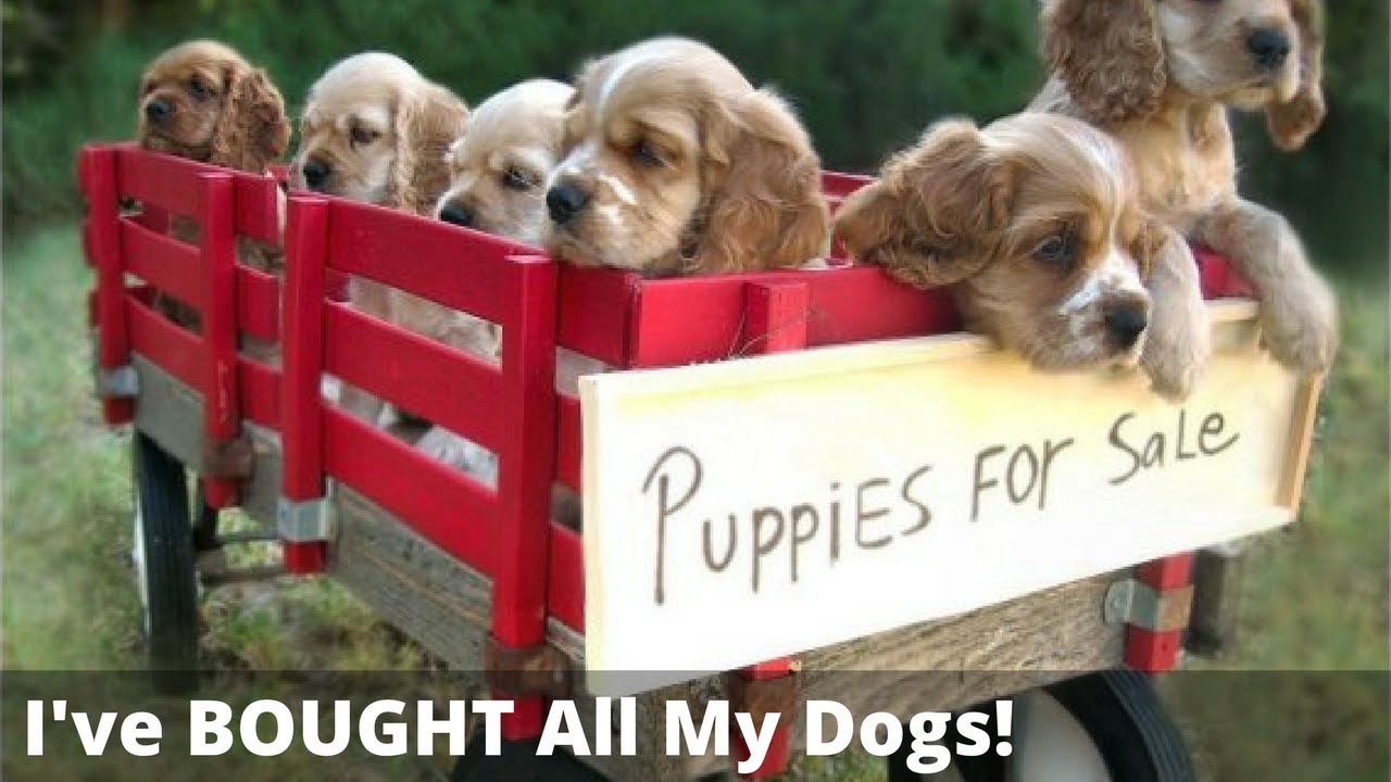 Should You Adopt A Dog Or Buy A Puppy? Is It REALLY Cruel ...