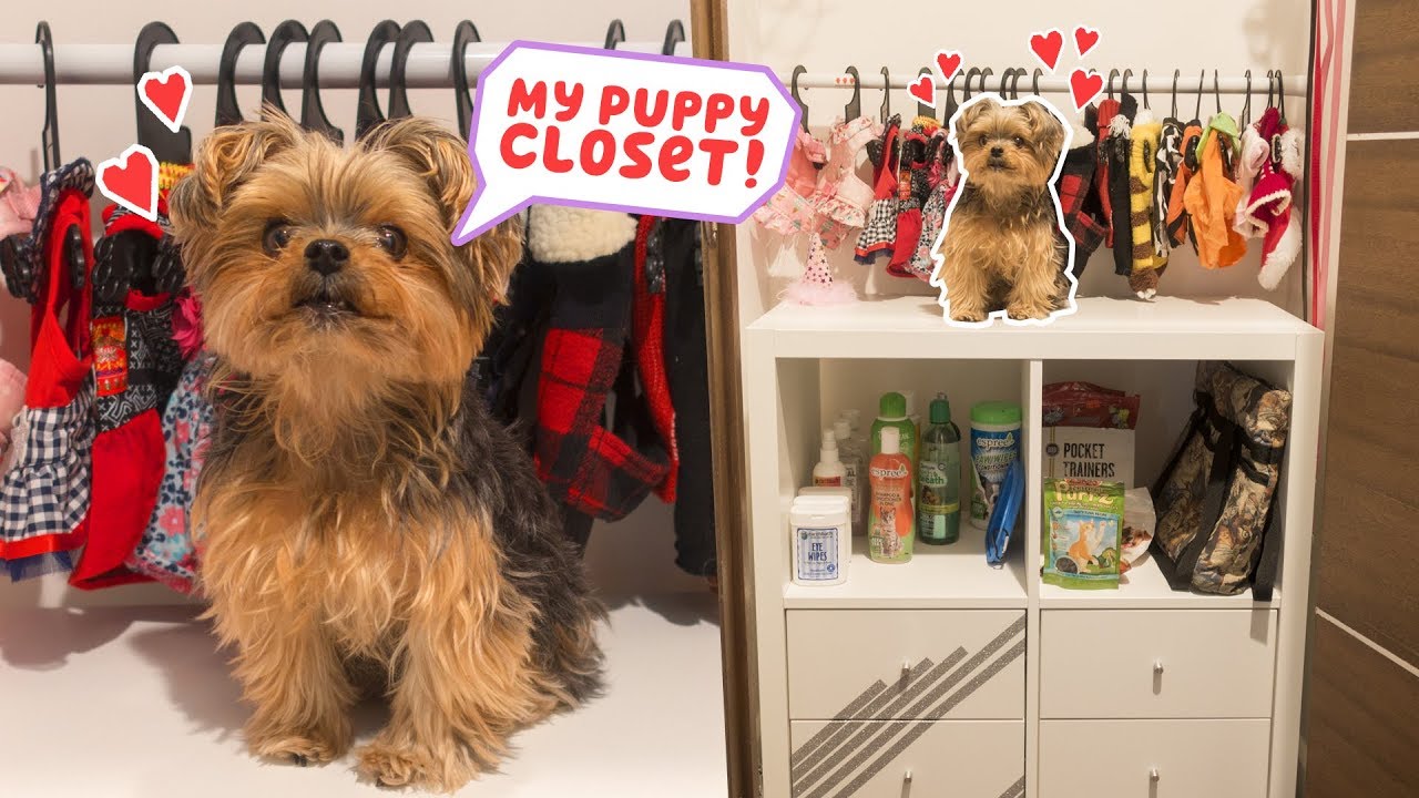 Building My Dog A Closet - DIY - Cute Puppies Videos