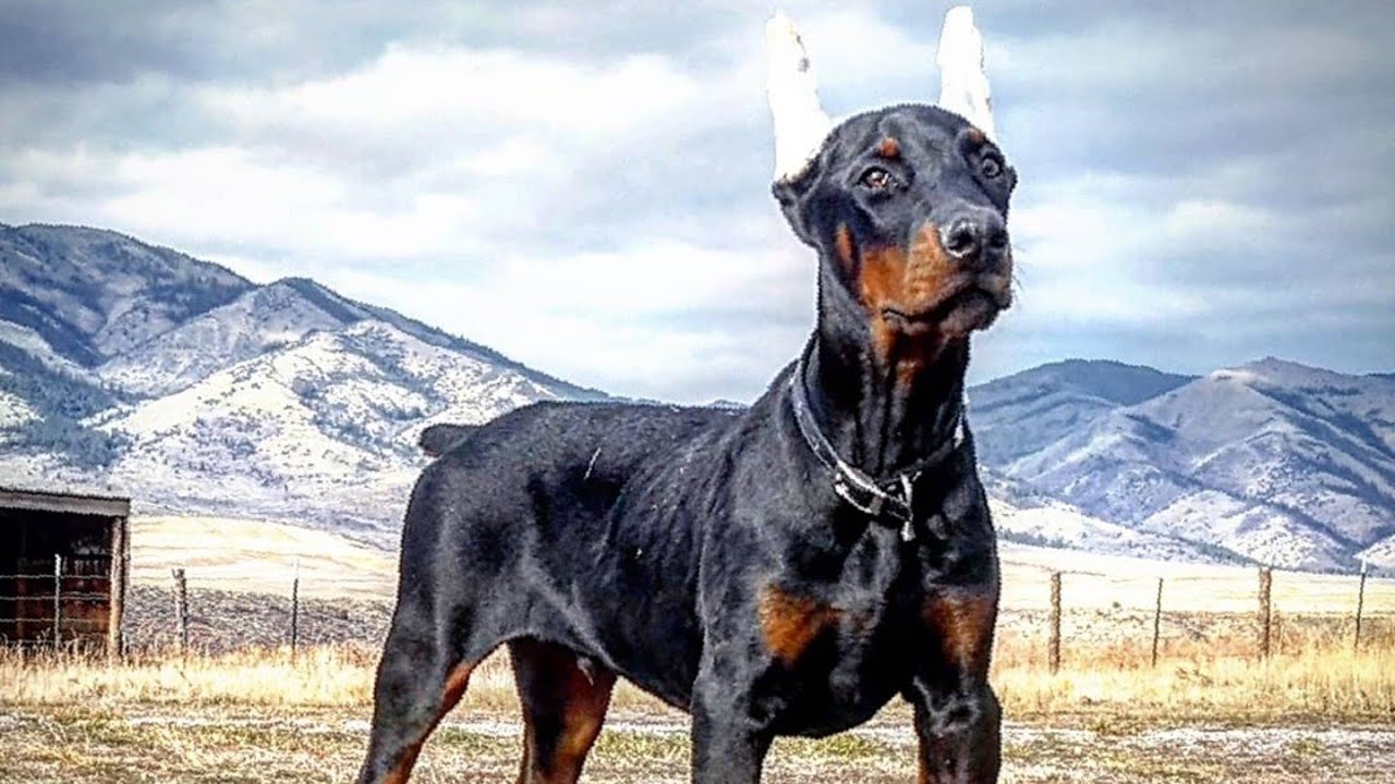 EXCEPTIONAL European Doberman Trained Puppy For Sale ...
